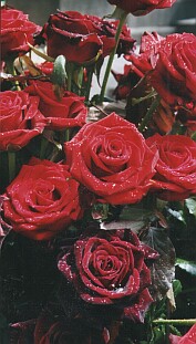 Larmes de roses  Barbara par Florian