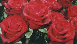 Larmes de roses  Barbara par Florian
