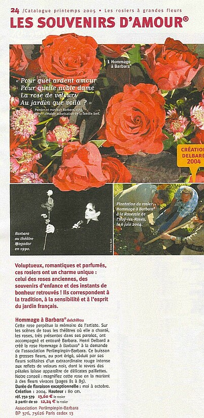 Rose Hommage  Barbara